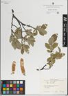 Foto von Salix lanata L.